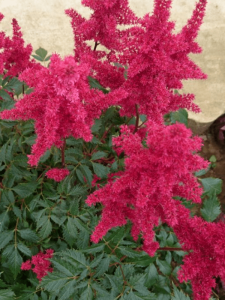 Tawułka Arendsa 'Spinell'  -  Astilbe arendsii 'Spinell '