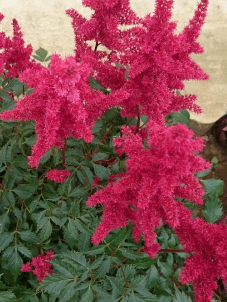 Astilbe arendsii 'Spinell 'z.png