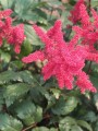 Astilbe arendsii 'Spinell '.jpg