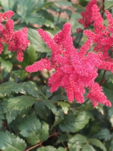 Astilbe arendsii 'Spinell '.jpg