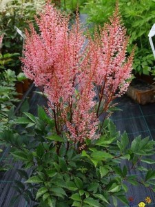 Astilbe arendsii 'Look At Me'.jpeg