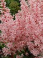 Astilbe x arendsii Look at Me.jpg