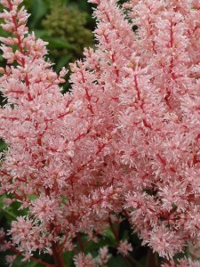 Tawułka Arendsa 'Look At Me' Astilbe arendsii  'Look At Me'