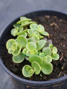 Rozchodnik SunSparkler 'Lime Zinger' - Sedum SunSparkler 'Lime Zinger'