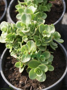 Rozchodnik SunSparkler 'Lime Zinger' - Sedum SunSparkler 'Lime Zinger'