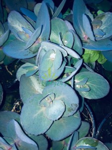 Rozchodnik Sunsparkler 'Blue Pearl'  -   Sedum Sunsparkler 'Blue Pearl'