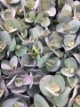 Rozchodnik Sunsparkler 'Blue Pearl'  -   Sedum Sunsparkler 'Blue Pearl'
