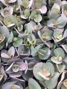 Rozchodnik Sunsparkler 'Blue Pearl'  -   Sedum Sunsparkler 'Blue Pearl'