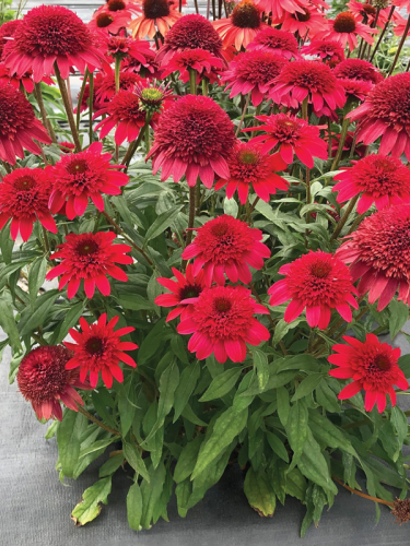 Jeżówka 'SUNNY DAYS Ruby' - Echinacea 'SUNNY DAYS Ruby'
Zdjęcie dzięki uprzejmości TERRA NOVA® Nurseries, Inc. www.terranovanurseries.com