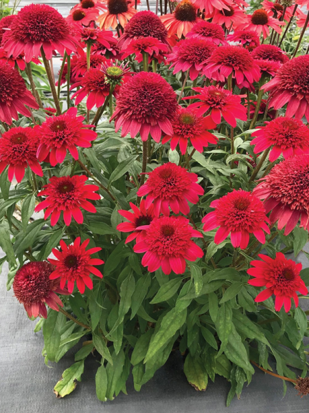Jeżówka 'SUNNY DAYS Ruby' - Echinacea 'SUNNY DAYS Ruby'
Zdjęcie dzięki uprzejmości TERRA NOVA® Nurseries, Inc. www.terranovanurseries.com