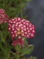 DSC04246.JPG