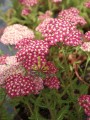 DSC04248.JPG