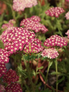 Krwawnik pospolity 'Desert Eve Deep Rose' - Achillea millefolium  'Desert Eve Deep Rose' 