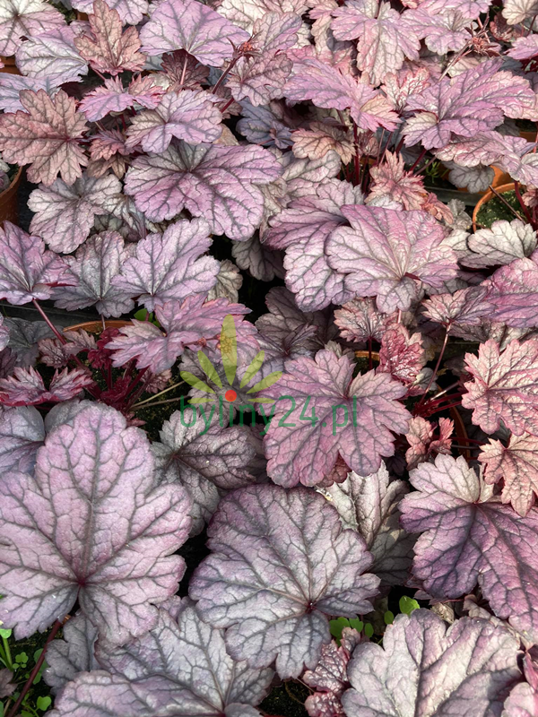 Żurawka ogrodowa 'Shanghai' - Heuchera hybrida  'Shanghai'