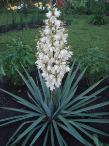 Juka karolińska -  Yucca filamentosa