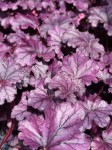 Żurawka ogrodowa 'Forever Purple' - Heuchera 'Forever Purple'     