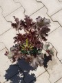 DSC04575.JPG