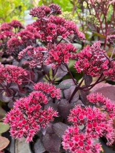 Rozchodnik karpacki 'Red Cauli' - Sedum telephium 'Red Cauli'