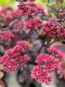 Rozchodnik karpacki 'Red Cauli' - Sedum telephium 'Red Cauli'