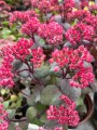 Rozchodnik karpacki 'Red Cauli' - Sedum telephium 'Red Cauli'