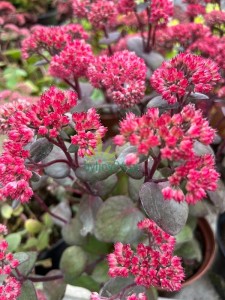 Rozchodnik karpacki 'Red Cauli' - Sedum telephium 'Red Cauli'