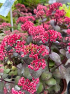 Rozchodnik karpacki 'Red Cauli' - Sedum telephium 'Red Cauli'