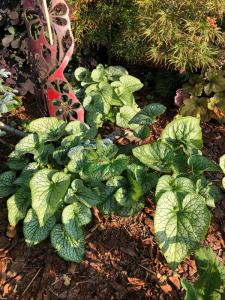 Brunera wielkolistna 'Alexander's Great' - Brunnera macrophylla 'Alexander's Great'