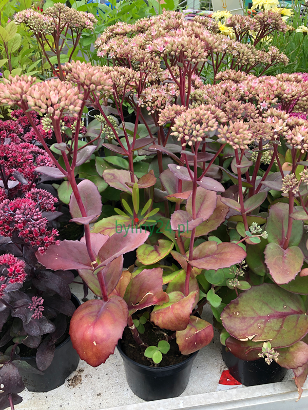 Rozchodnik okazały 'Matrona' - Sedum spectabile 'Matrona' 