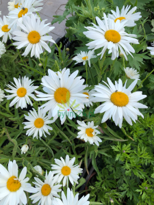 Złocień Wielki 'Polaris' - Leucanthemum maximum  'Polaris' 