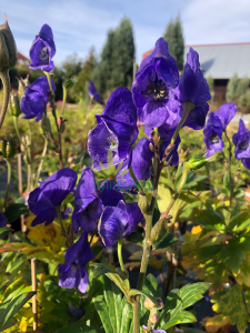Tojad mocny - Aconitum firmum