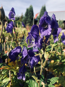 ITojad mocny - Aconitum firmum