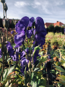 Tojad mocny - Aconitum firmum