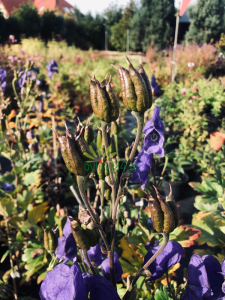 Tojad mocny - Aconitum firmum