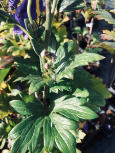 Tojad mocny - Aconitum firmum