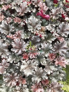 Żurawka ogrodowa 'Chocolate Ruffles' - Heuchera hybrida   'Chocolate Ruffles'
