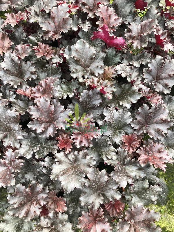 Żurawka ogrodowa 'Chocolate Ruffles' - Heuchera hybrida   'Chocolate Ruffles'