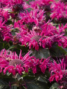 Pysznogłówka szkarłatna  'Melua Burgundy' - Monarda didyma   'Melua Burgundy' 