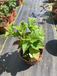 WhatsApp Image 2021-08-26 at 13.24.44 (11).png