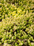 Rozchodnik ostry 'Yellow Queen’ - Sedum acre  'Yellow Queen’