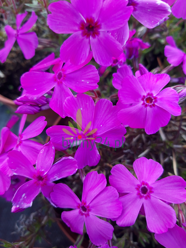 Floks szydlasty 'Mc  Daniels Cushion ' - Phlox subulata 'Mc Daniels Cushion '