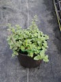 Kocimiętka Faassena 'Purrsian Blue' - Nepeta faassenii 'Purrsian Blue'