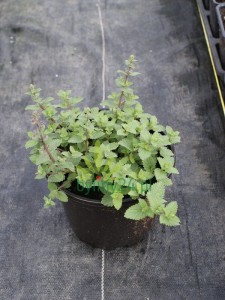 Kocimiętka Faassena 'Purrsian Blue' - Nepeta faassenii 'Purrsian Blue'