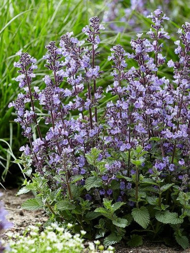 Kocimiętka Faassena 'Purrsian Blue' - Nepeta faassenii 'Purrsian Blue'