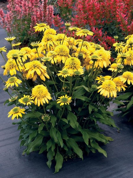 Jeżówka 'SUNNY DAYS Lemon ' - Echinacea 'SUNNY DAYS Lemon '
Zdjęcie(a) dzięki uprzejmości TERRA NOVA® Nurseries, Inc.
www.terranovanurseries.com