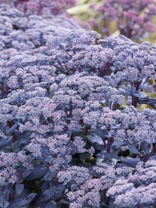 Rozchodnik "Mojave Jewels Sapphire" - Sedum "Mojave Jewels Sapphire"