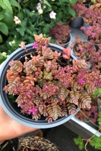 Rozchodnik niebieski 'Rosenteppich' -