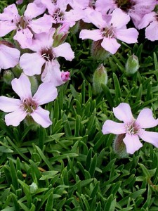 Mydlnica oliwska - Saponaria  olivana