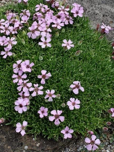 Mydlnica oliwska - Saponaria  olivana