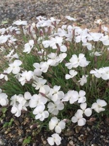 Goździk siny La Bourboule - Dianthus gratianopolitanus  „La Bourboule Alba”