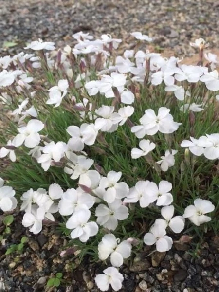 Goździk siny La Bourboule - Dianthus gratianopolitanus